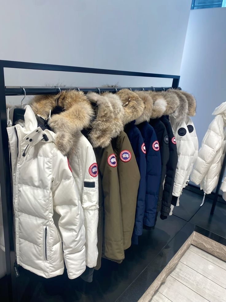 Canada goose
